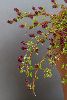 <em>Salix hylematica</em>